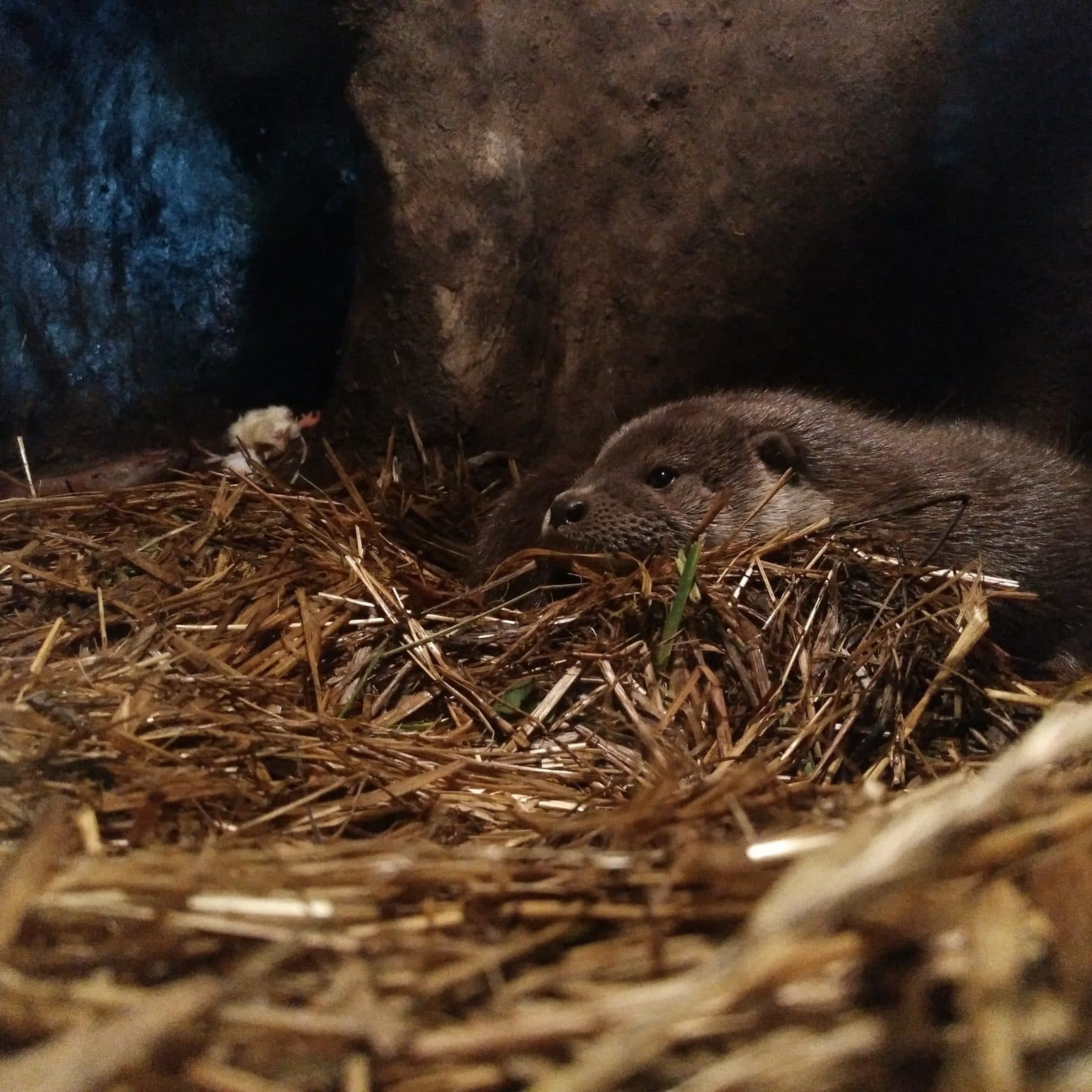 An otter curled up on a bed of straw