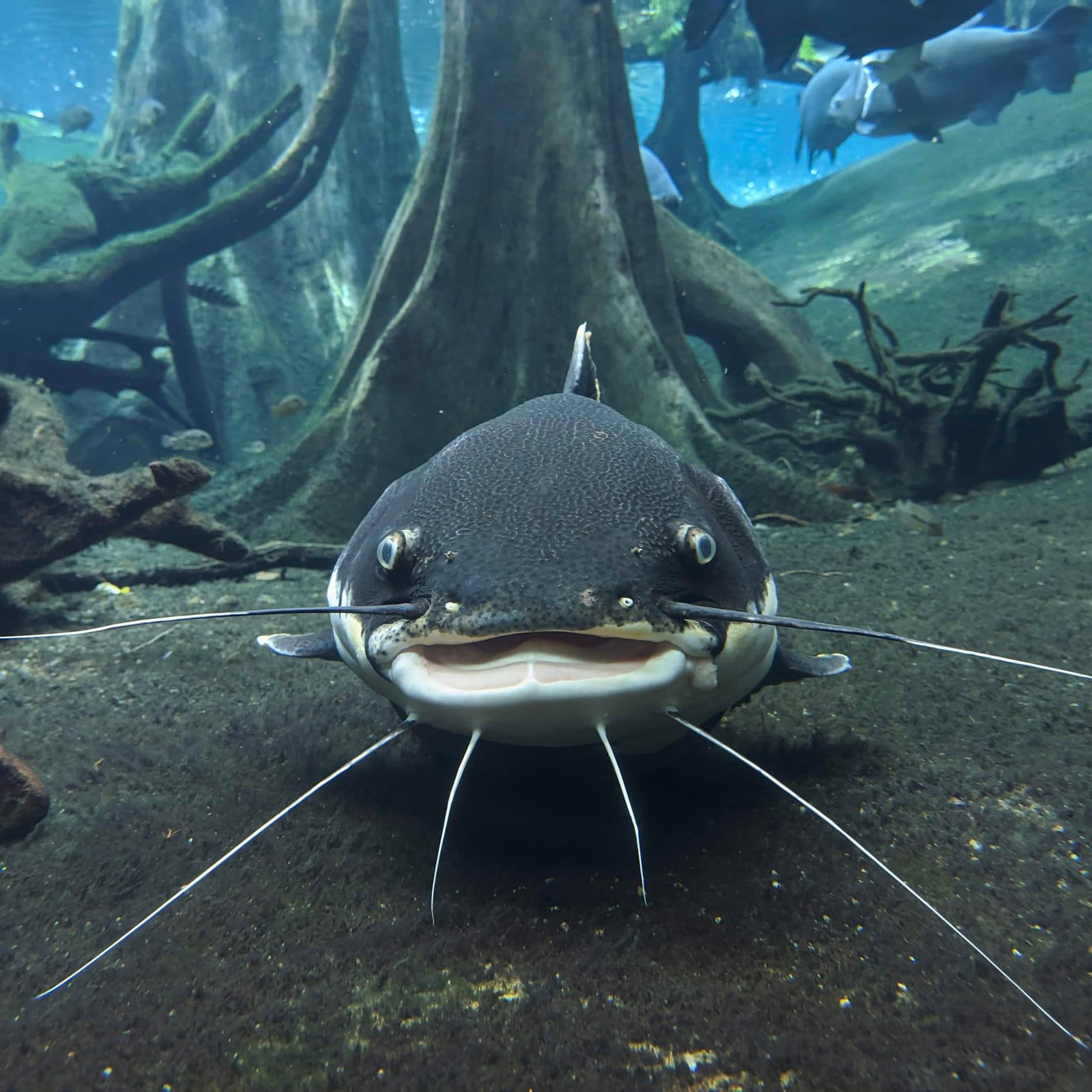 A catfish head on, resting on the bottom of a flooded forest tank