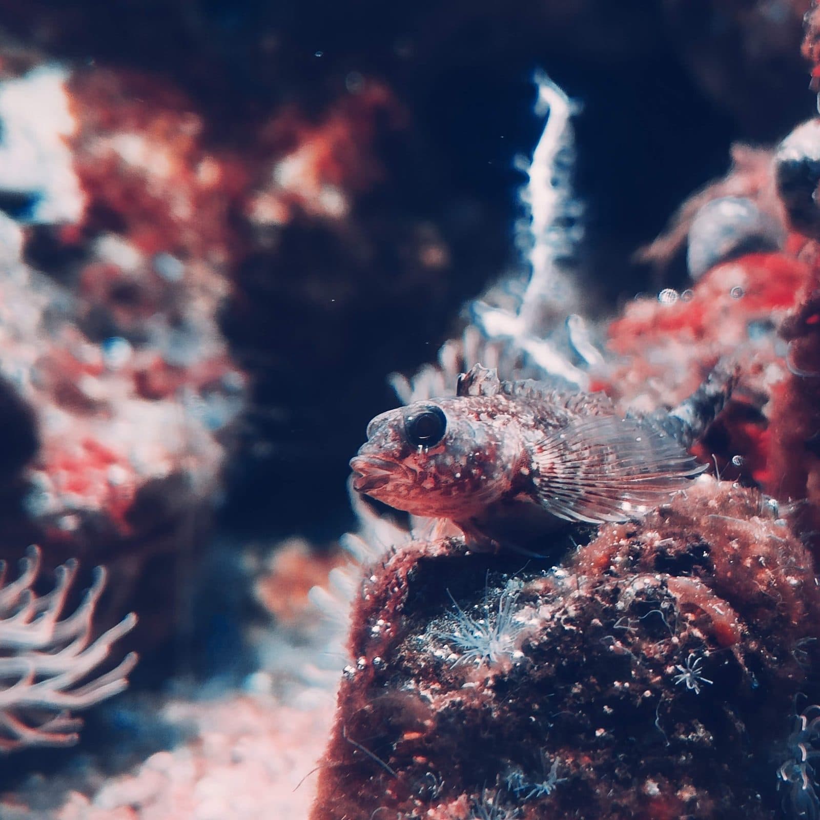 A scorpionfish resting on a rock, surrounded by coral