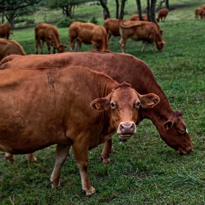 A brown cow looking straight at the camera while another grazes beside it, with the rest of the herd in a green meadow behind